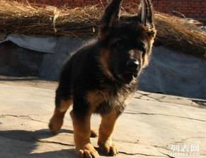 国产德牧繁殖视频,传承优良基因，见证犬界传奇