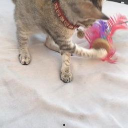 国产猫咪永久在线视频,永不落幕的萌宠秀场