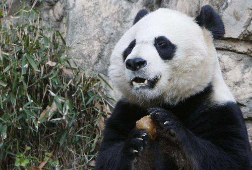 大熊猫在美国产崽视频,萌态可掬，全球瞩目