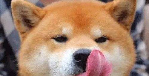 国产爱情电影舔狗视频在线观看