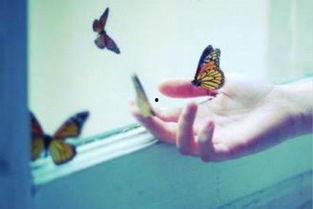 国产取精小蝴蝶视频,探索生物科技与自然之美