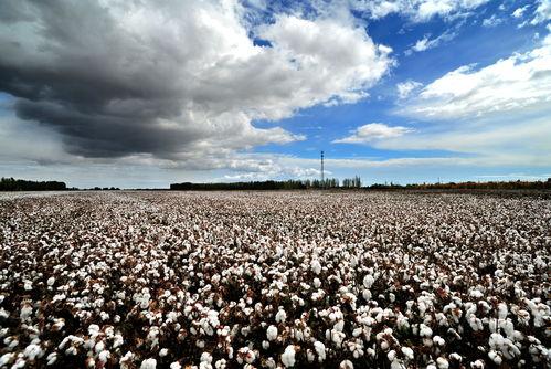 国产九热视频,揭秘国内热门影视作品背后的故事与魅力