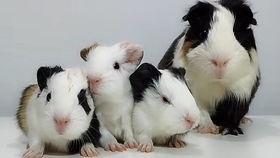 怎么驯服国产荷兰猪视频